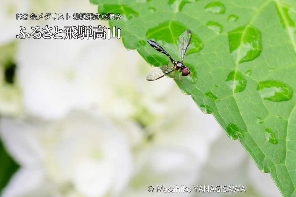 色とりどりのアジサイと、飛騨高山に棲むツマグロヨシボソハナアブの写真です。