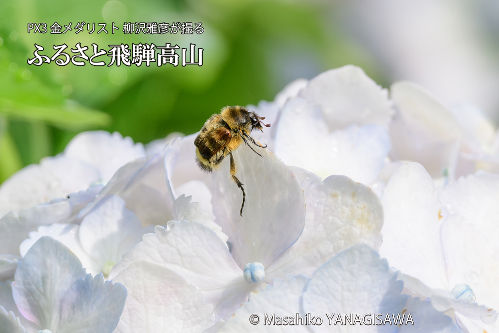 色とりどりのアジサイと、飛騨高山に棲むヒメトラハナムグリの写真です。