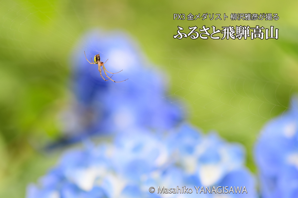 色とりどりのアジサイと、飛騨高山に棲むクモの仲間の写真です。