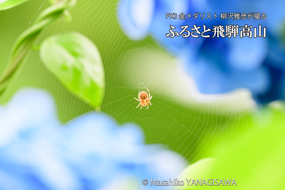 色とりどりのアジサイと、飛騨高山に棲むクモの仲間の写真です。