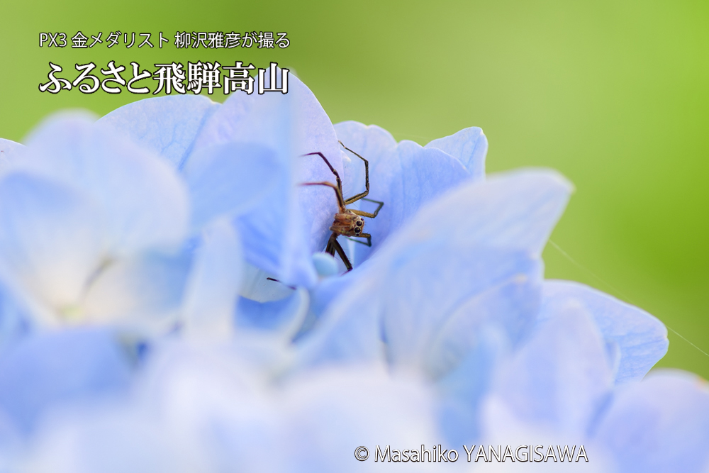 色とりどりのアジサイと、飛騨高山に棲むクモの仲間の写真です。