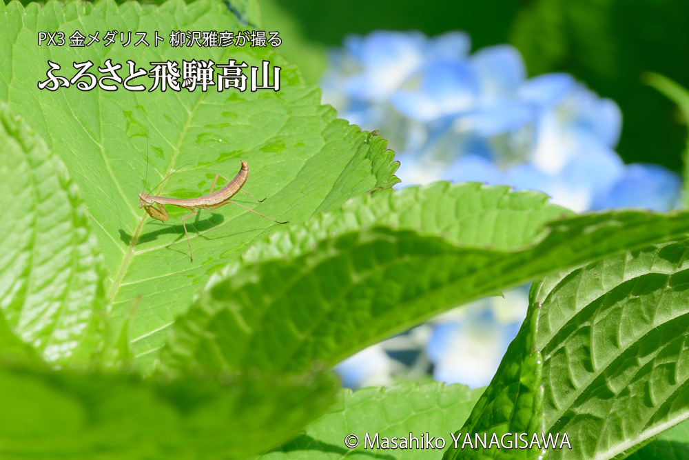 色とりどりのアジサイと、飛騨高山に棲むカマキリの写真です。