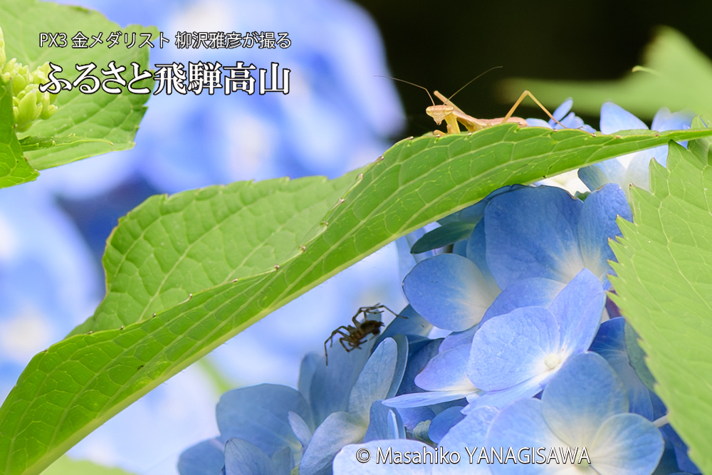 色とりどりのアジサイと、飛騨高山に棲むカマキリの写真です。