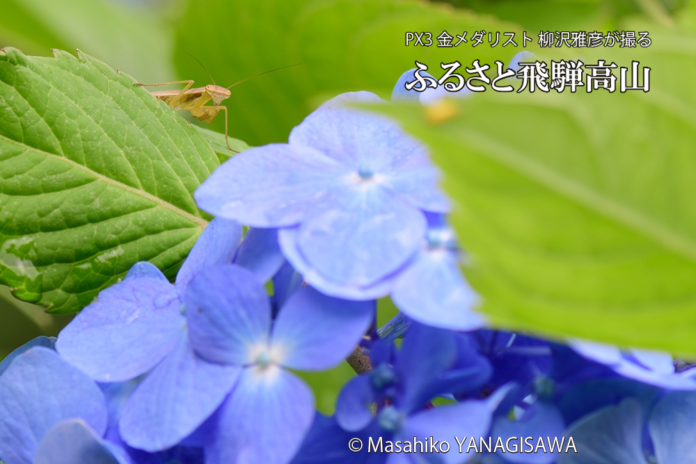 色とりどりのアジサイと、飛騨高山に棲むカマキリの写真です。