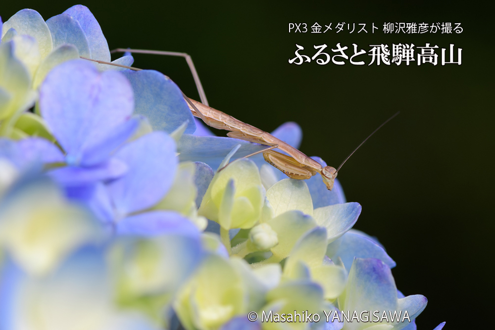 色とりどりのアジサイと、飛騨高山に棲むカマキリの写真です。