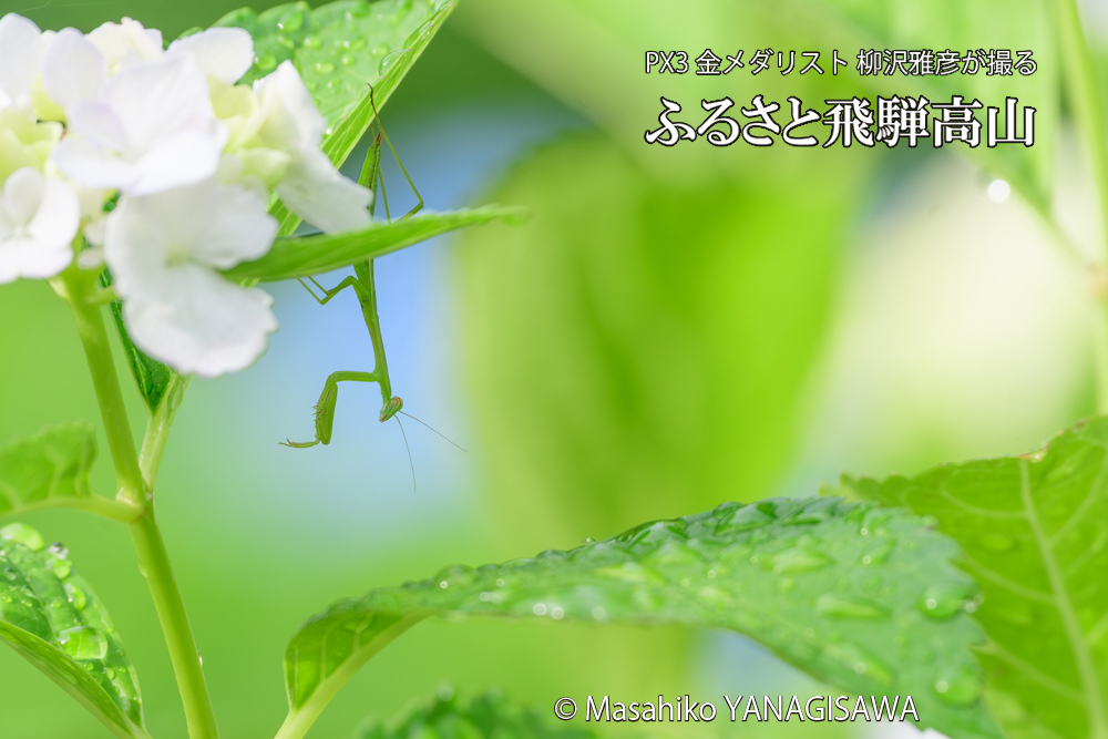 色とりどりのアジサイと、飛騨高山に棲むカマキリの写真です。