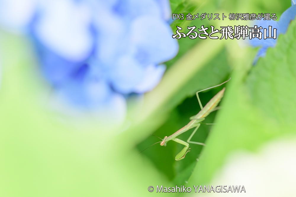 色とりどりのアジサイと、飛騨高山に棲むカマキリの写真です。