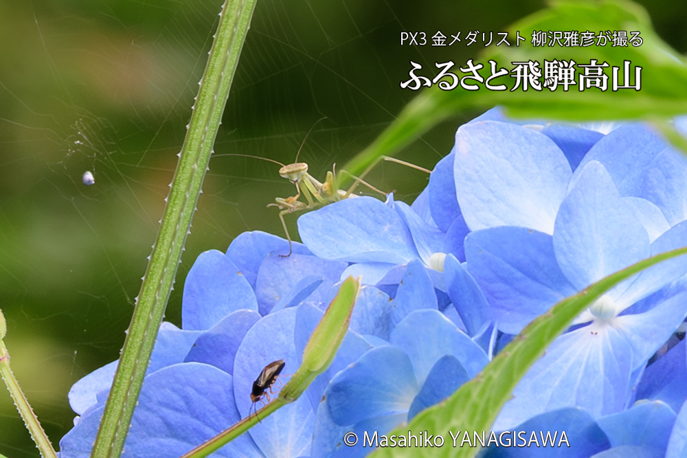 色とりどりのアジサイと、飛騨高山に棲むカマキリの写真です。