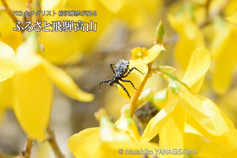 飛騨高山に棲むサシガメの写真です。