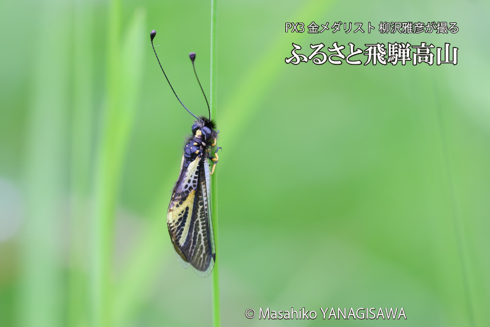 飛騨高山に棲むキバネツノトンボの写真です。