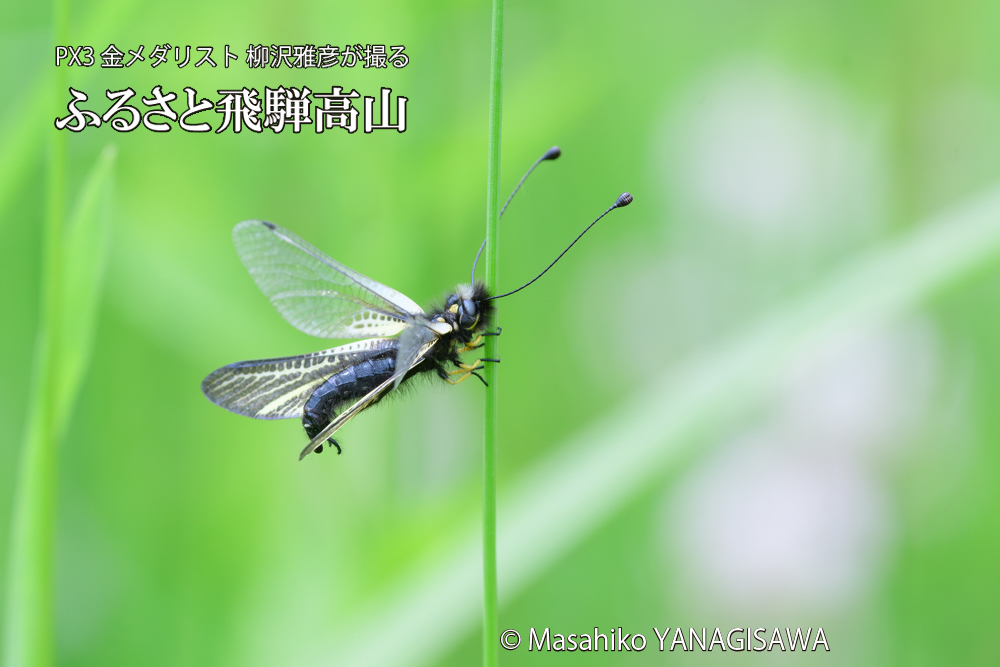 飛騨高山に棲むキバネツノトンボの写真です。