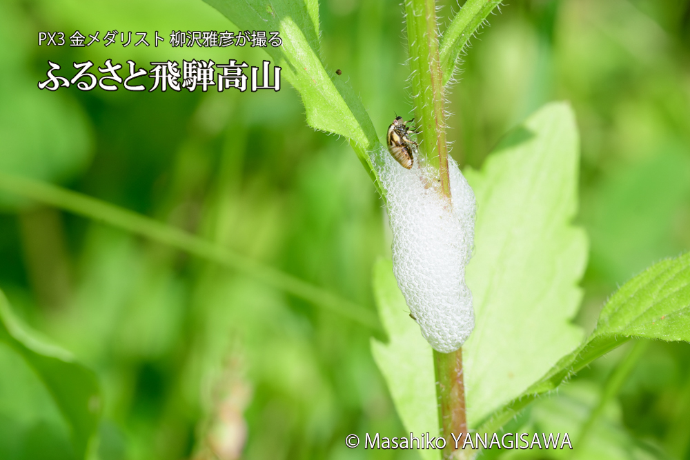 飛騨高山に棲むアワフキムシの写真です。