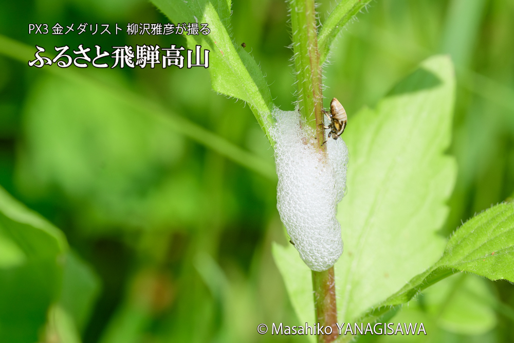 飛騨高山に棲むアワフキムシの写真です。