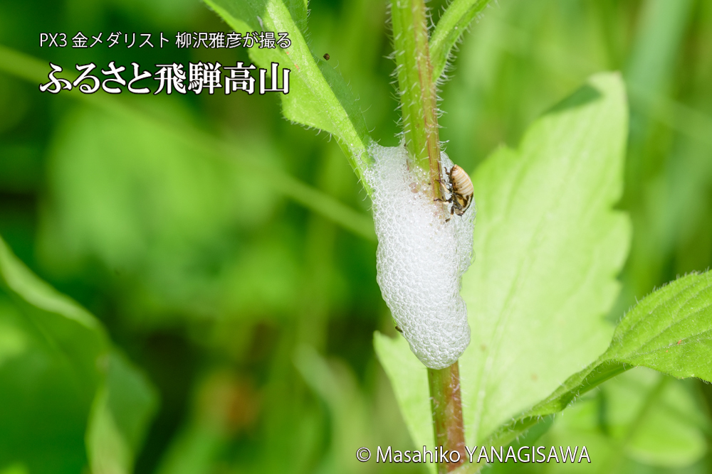 飛騨高山に棲むアワフキムシの写真です。