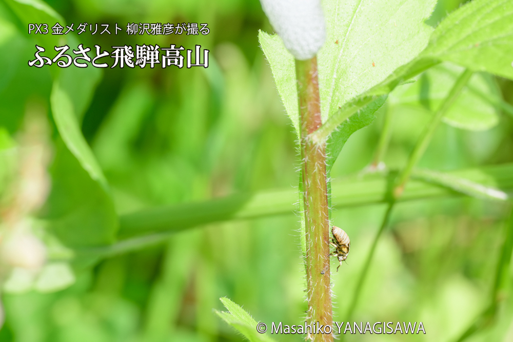 飛騨高山に棲むアワフキムシの写真です。