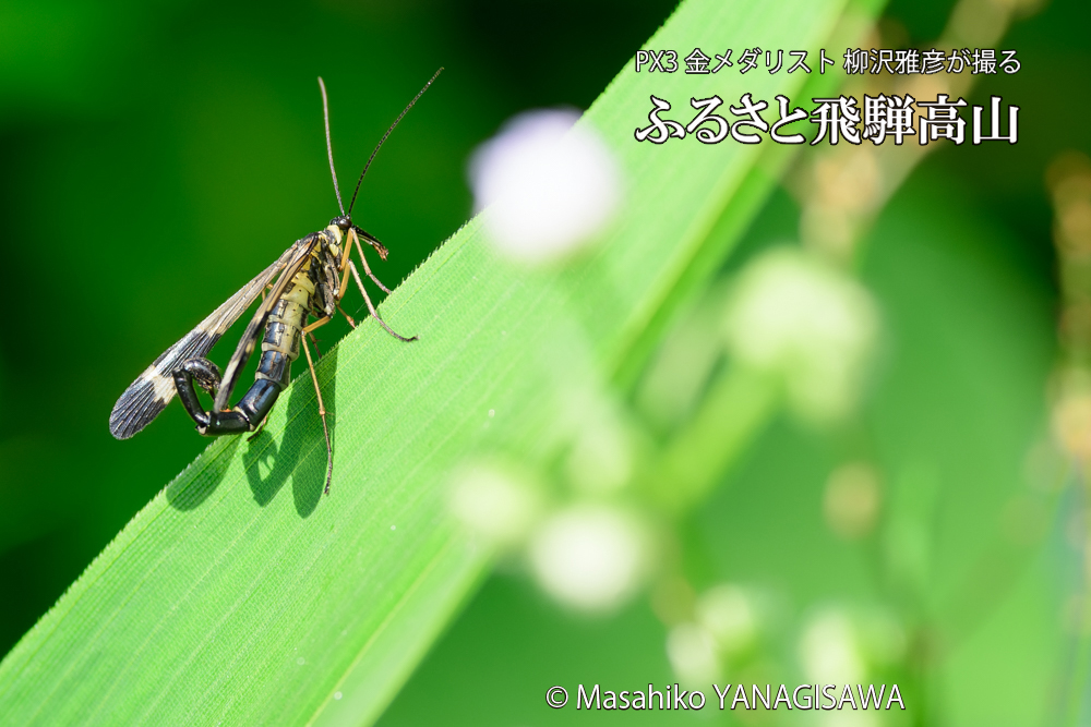 飛騨高山に棲むヤマトシリアゲ雄の写真です。
