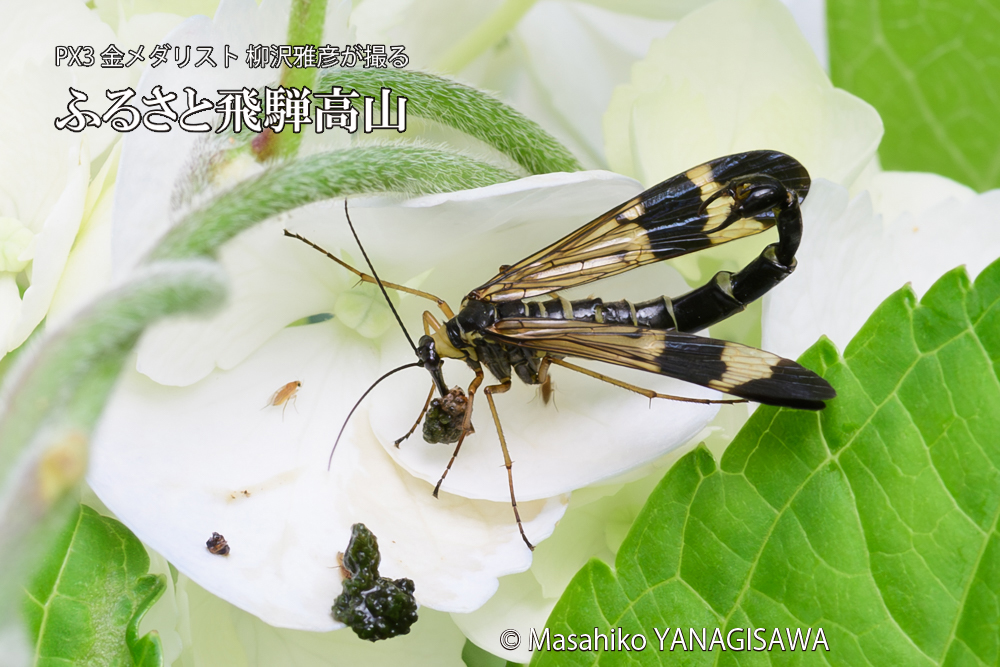 飛騨高山に棲むヤマトシリアゲ雄の写真です。