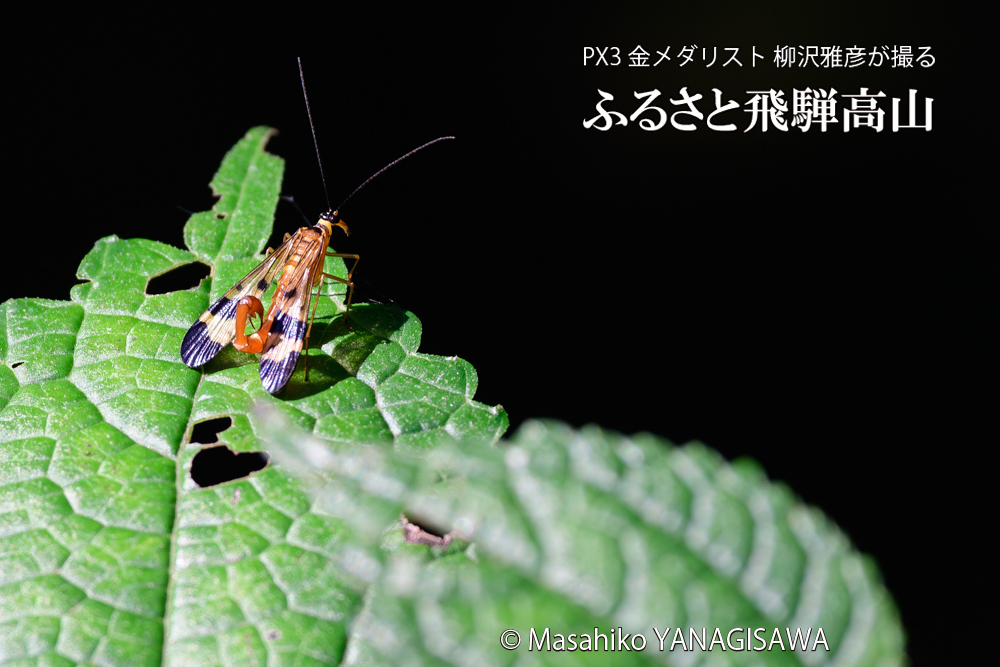 飛騨高山に棲むヤマトシリアゲ雄の写真です。