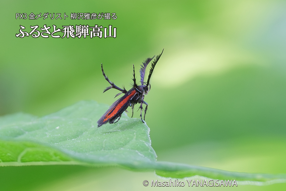 飛騨高山に棲むセグロベニトゲアシガの写真です。