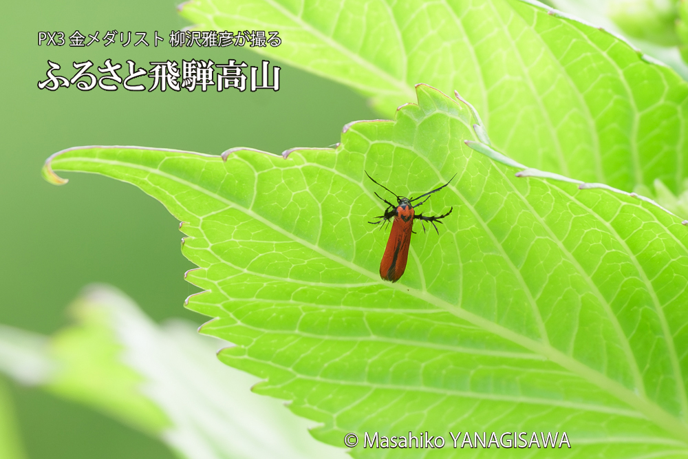 飛騨高山に棲むセグロベニトゲアシガの写真です。