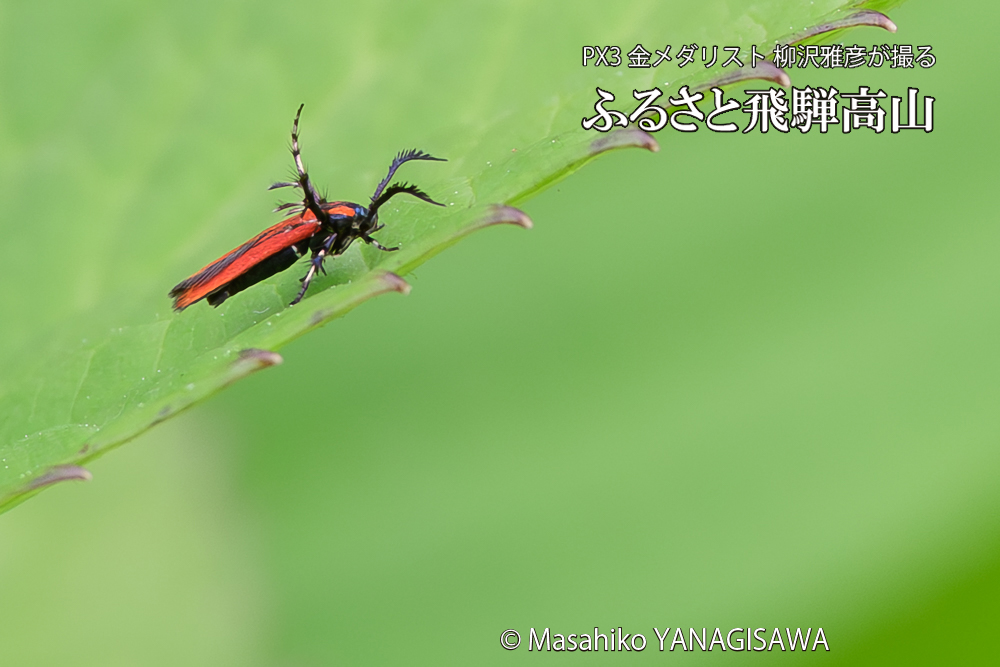飛騨高山に棲むセグロベニトゲアシガの写真です。