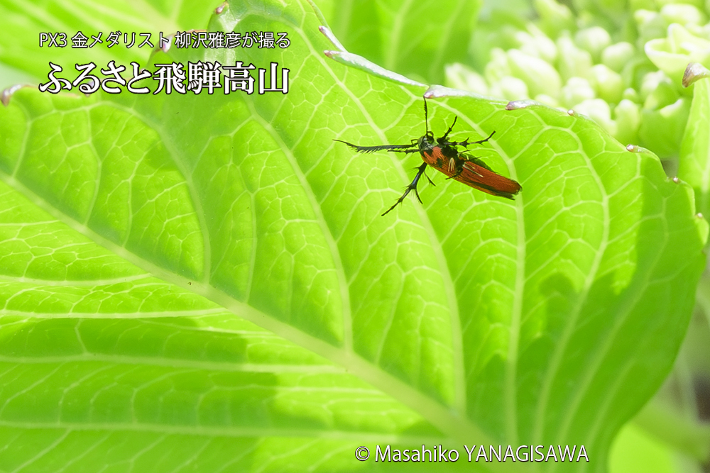 飛騨高山に棲むセグロベニトゲアシガの写真です。