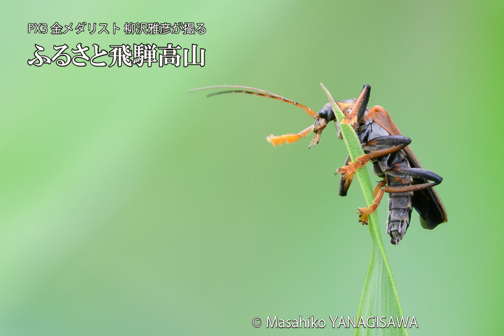 飛騨高山に棲むジョウカイボンの写真です。