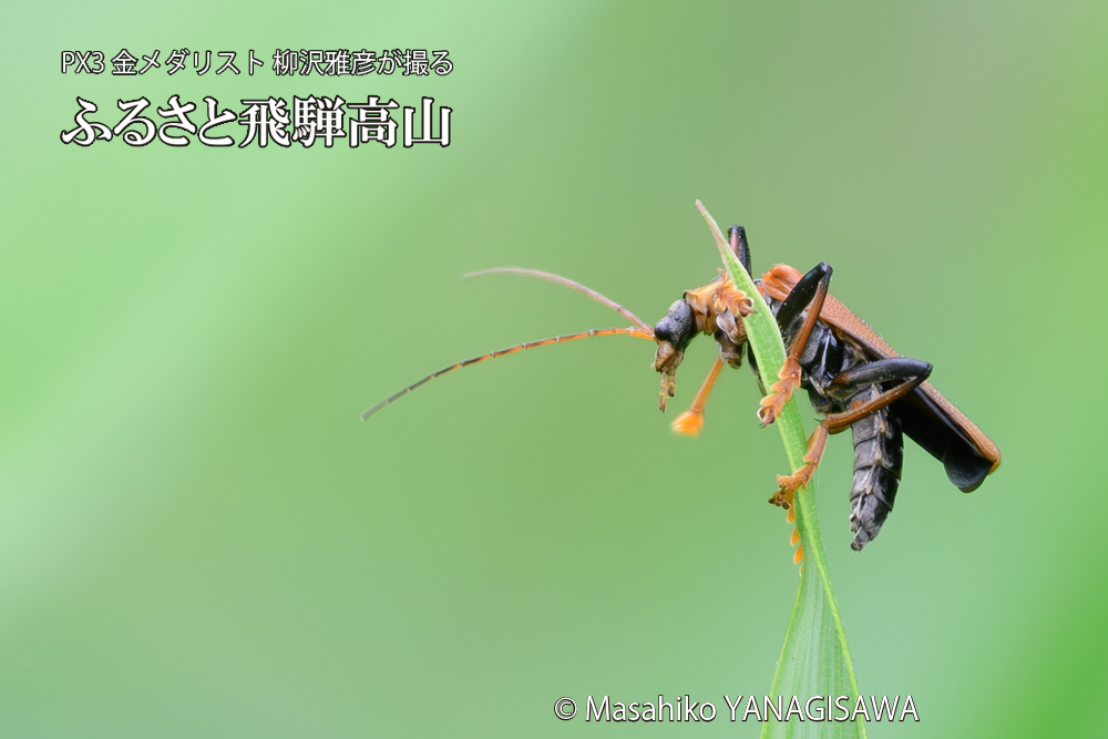 飛騨高山に棲むジョウカイボンの写真です。