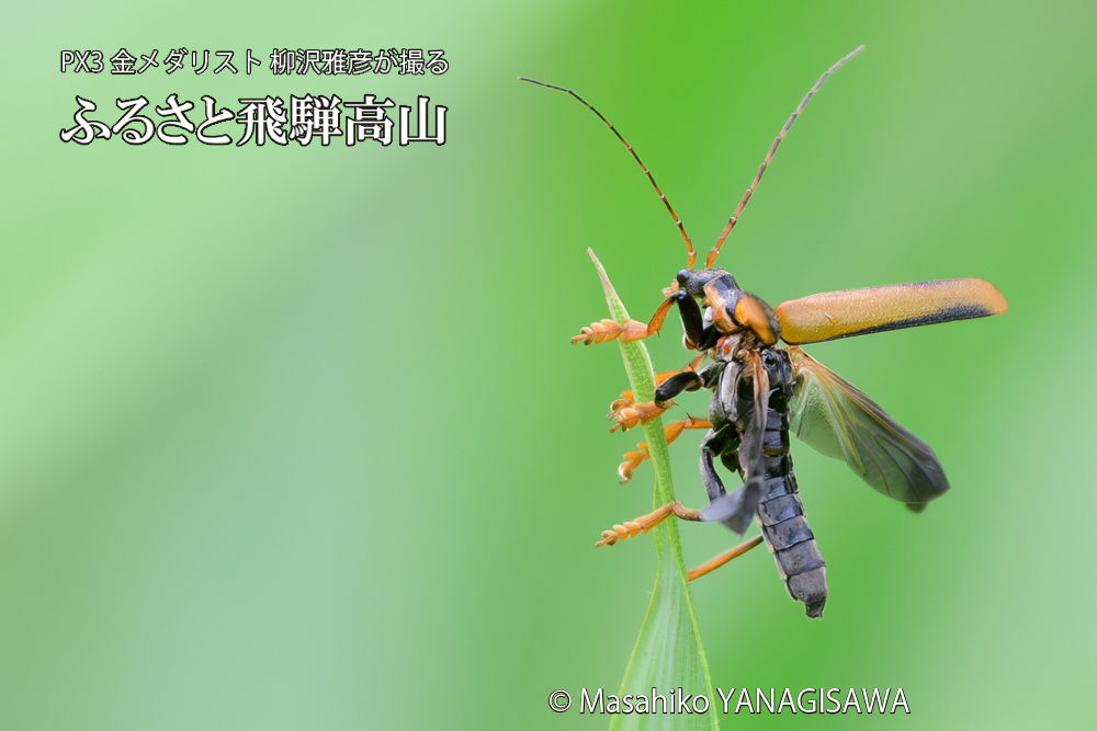 飛騨高山に棲むジョウカイボンの写真です。