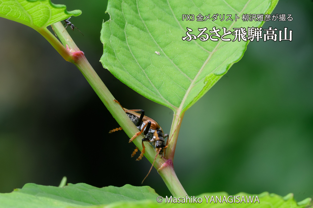 飛騨高山に棲むジョウカイボンの写真です。
