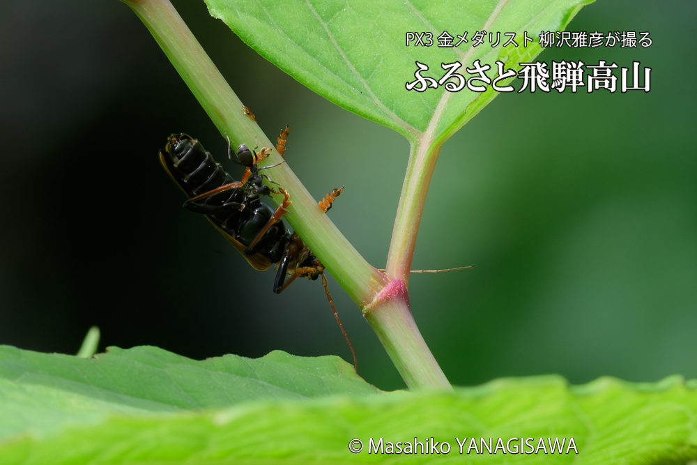 飛騨高山に棲むジョウカイボンの写真です。