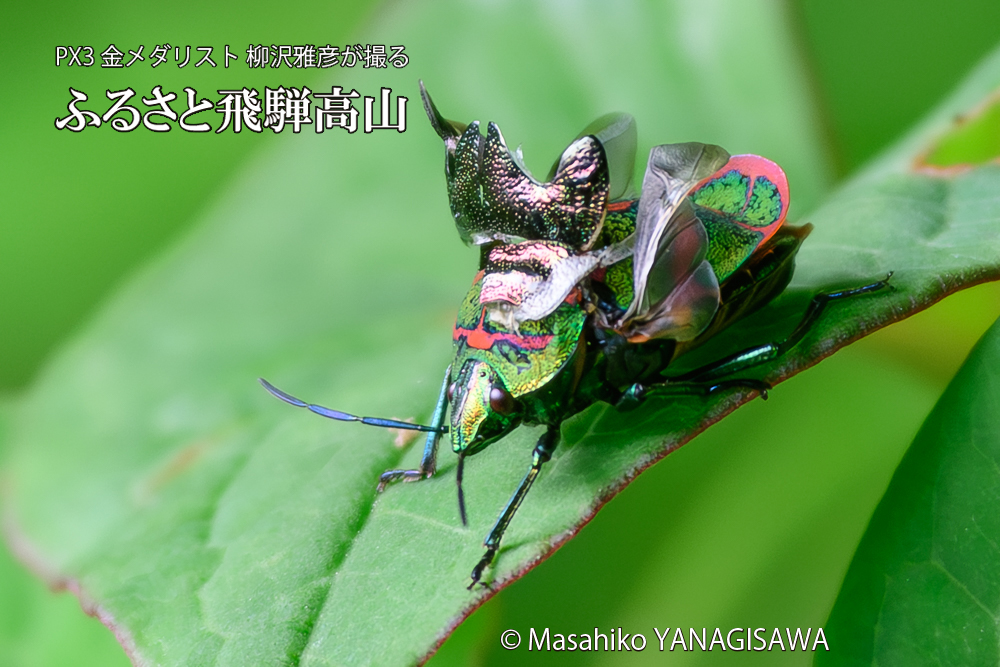 飛騨高山に棲むアカスジキンカメムシの写真です。