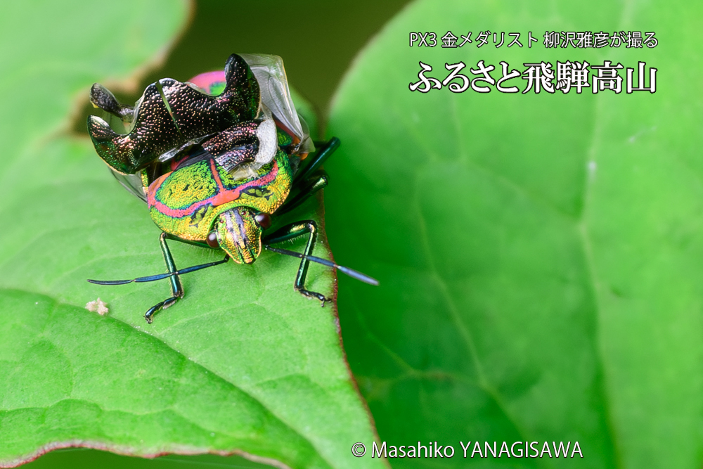 飛騨高山に棲むアカスジキンカメムシの写真です。