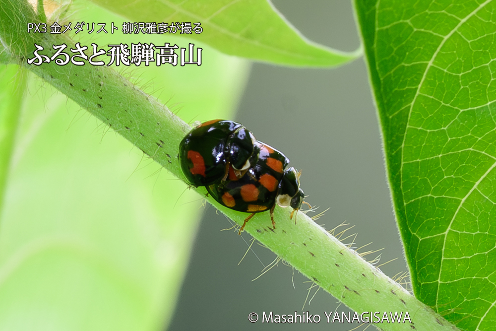 飛騨高山に棲むテントウムシの写真です。