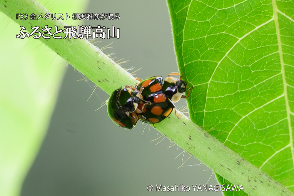 飛騨高山に棲むテントウムシの写真です。