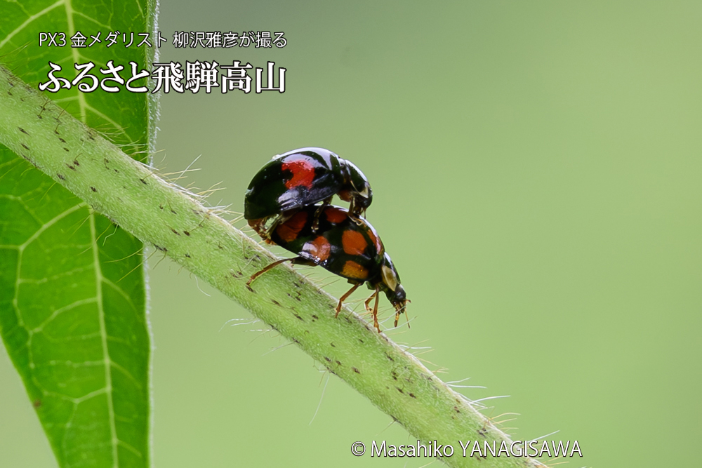 飛騨高山に棲むテントウムシの写真です。