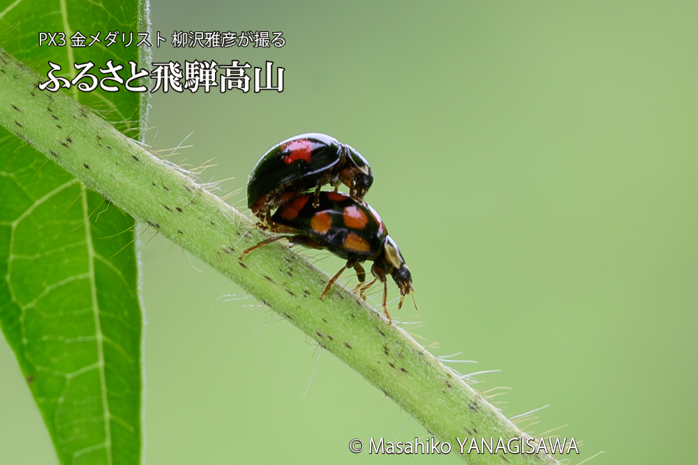 飛騨高山に棲むテントウムシの写真です。