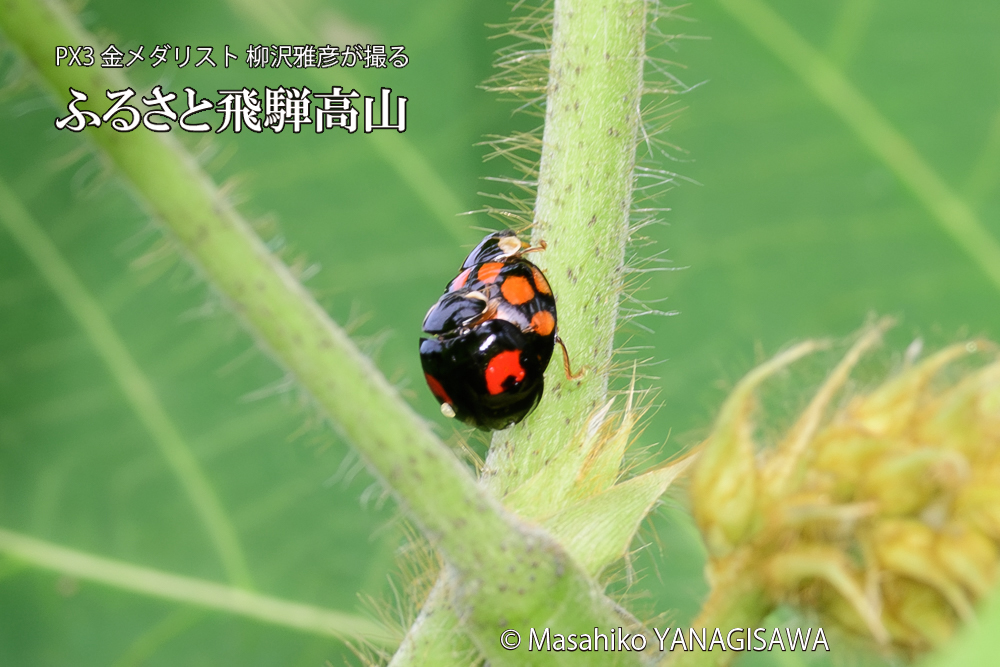 飛騨高山に棲むテントウムシの写真です。
