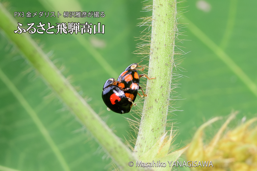 飛騨高山に棲むテントウムシの写真です。