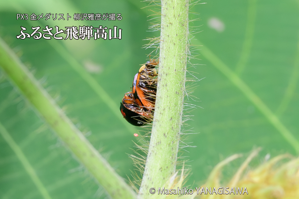 飛騨高山に棲むテントウムシの写真です。