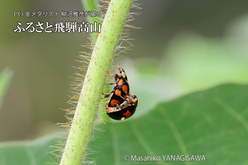 飛騨高山に棲むテントウムシの写真です。