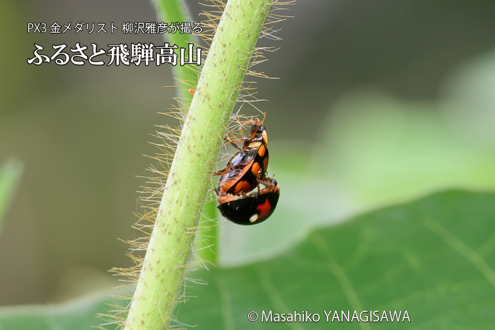 飛騨高山に棲むテントウムシの写真です。