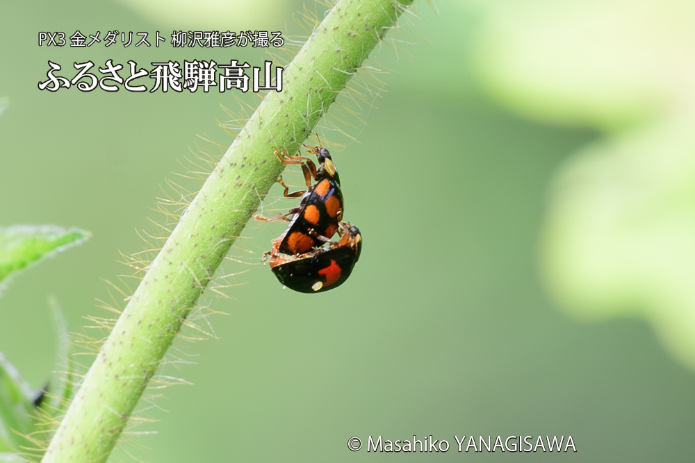 飛騨高山に棲むテントウムシの写真です。
