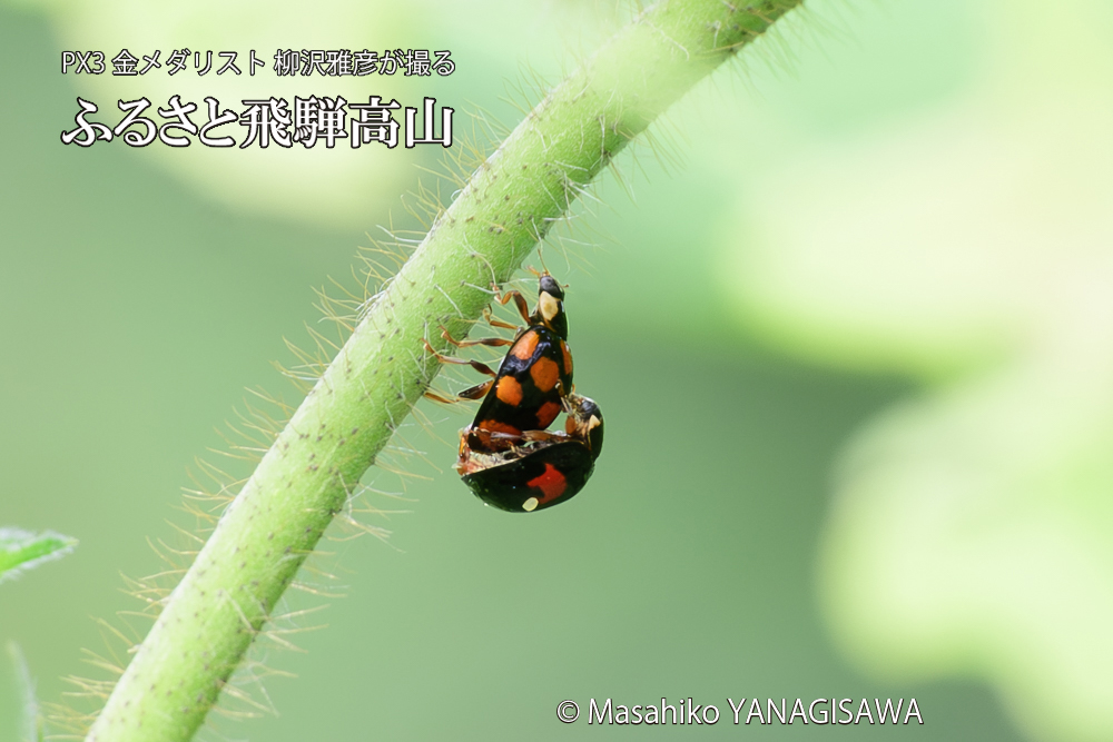 飛騨高山に棲むテントウムシの写真です。