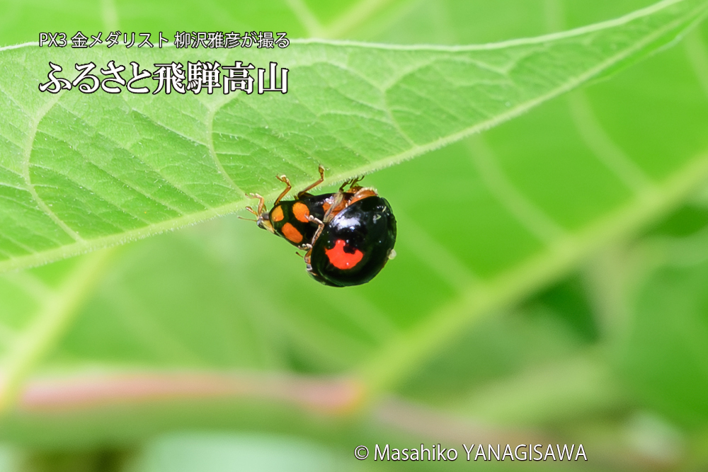 飛騨高山に棲むテントウムシの写真です。