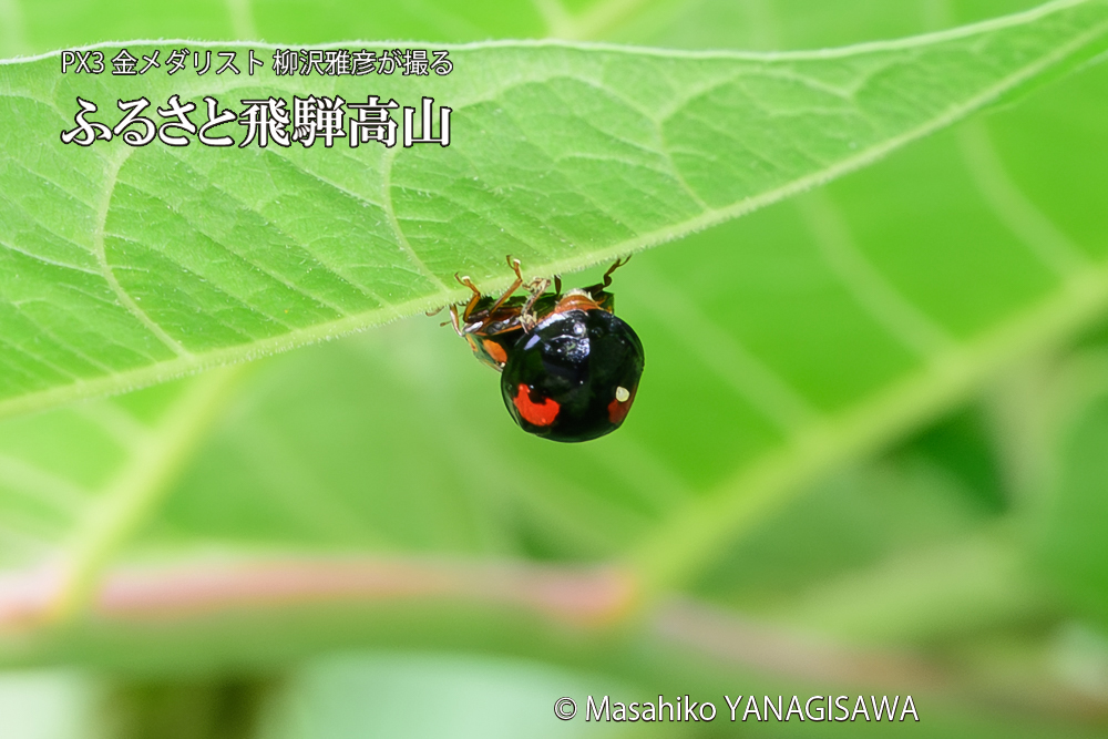 飛騨高山に棲むテントウムシの写真です。
