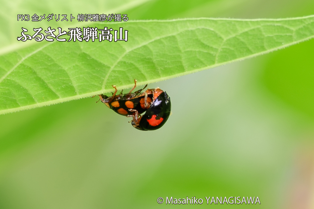 飛騨高山に棲むテントウムシの写真です。