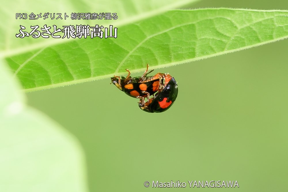 飛騨高山に棲むテントウムシの写真です。