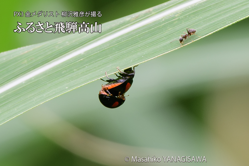 飛騨高山に棲むテントウムシの写真です。