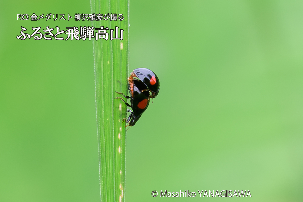 飛騨高山に棲むテントウムシの写真です。